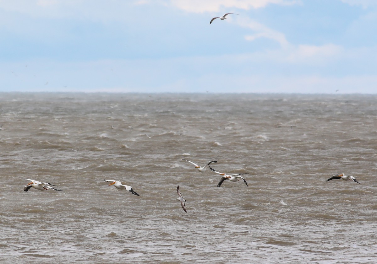 American White Pelican - ML549536701