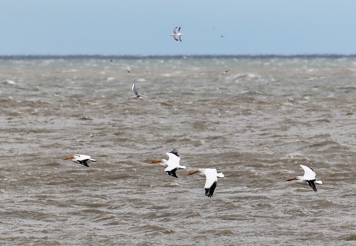 American White Pelican - ML549536751