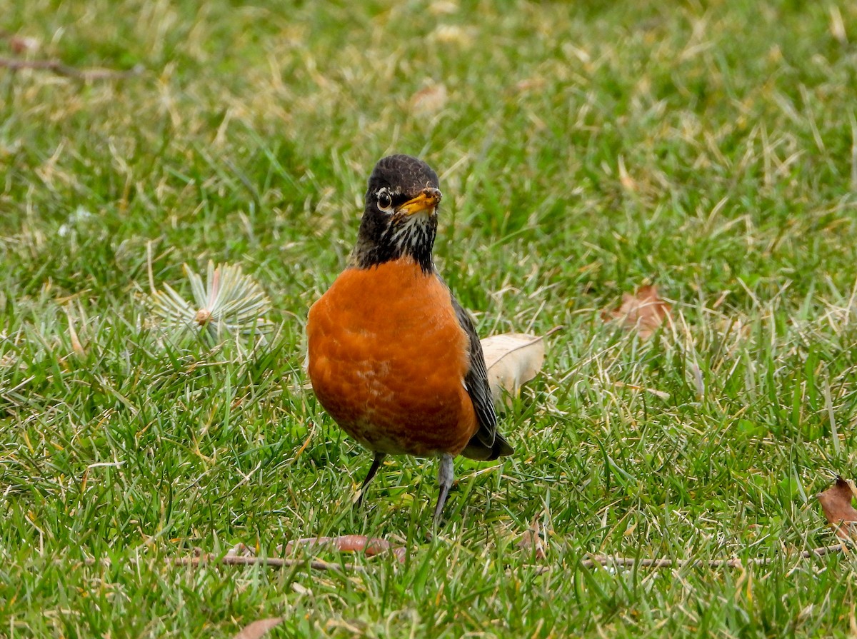 American Robin - ML549536841