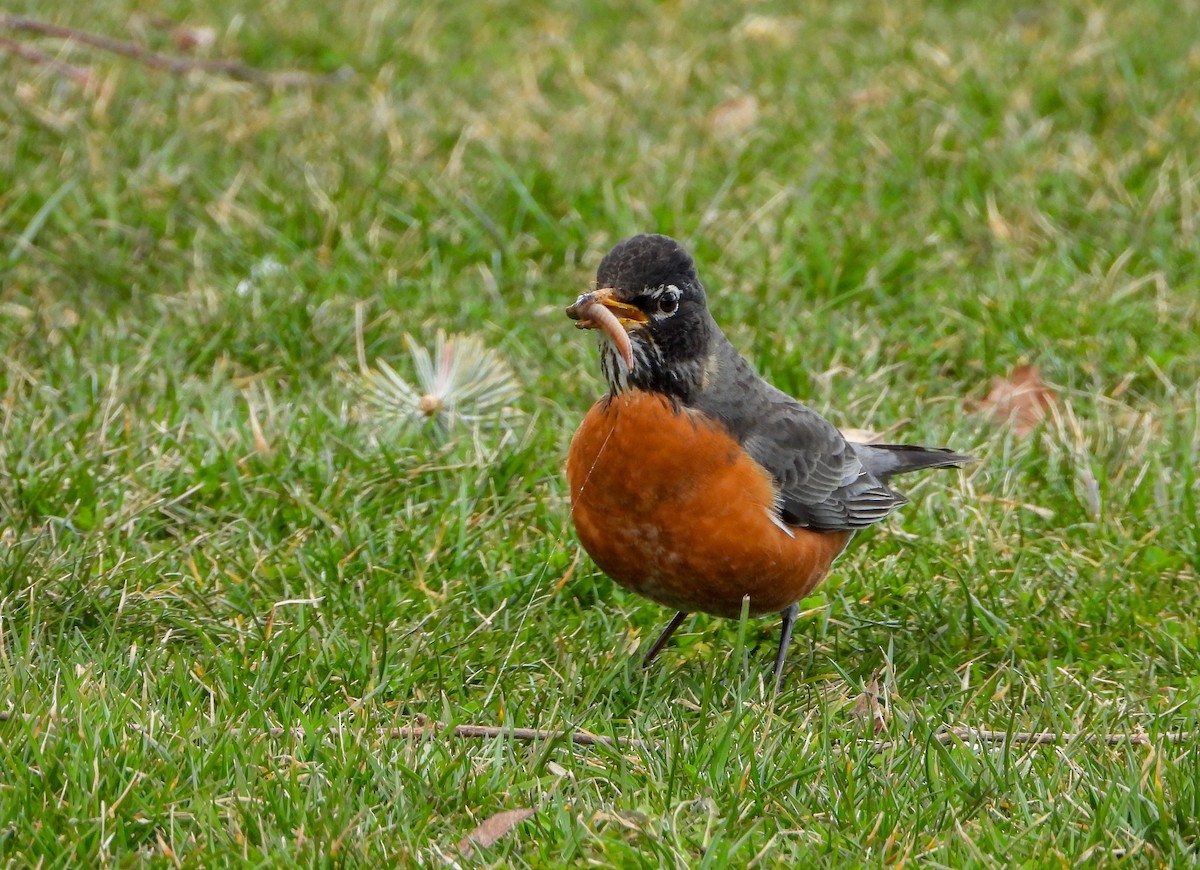 American Robin - ML549536851