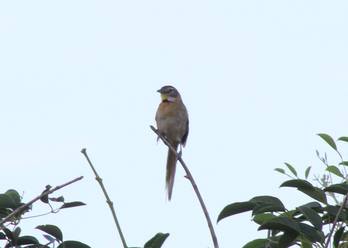 Chotoy Spinetail - ML549537191