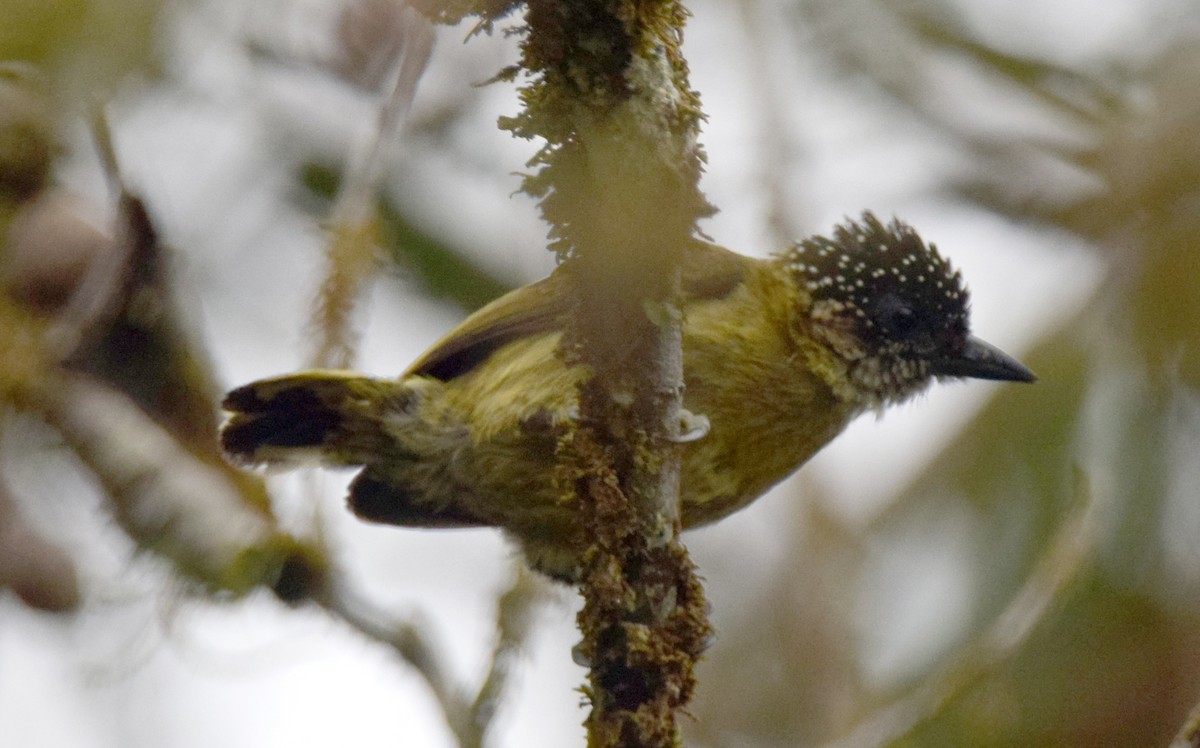 Olivaceous Piculet - ML549537251