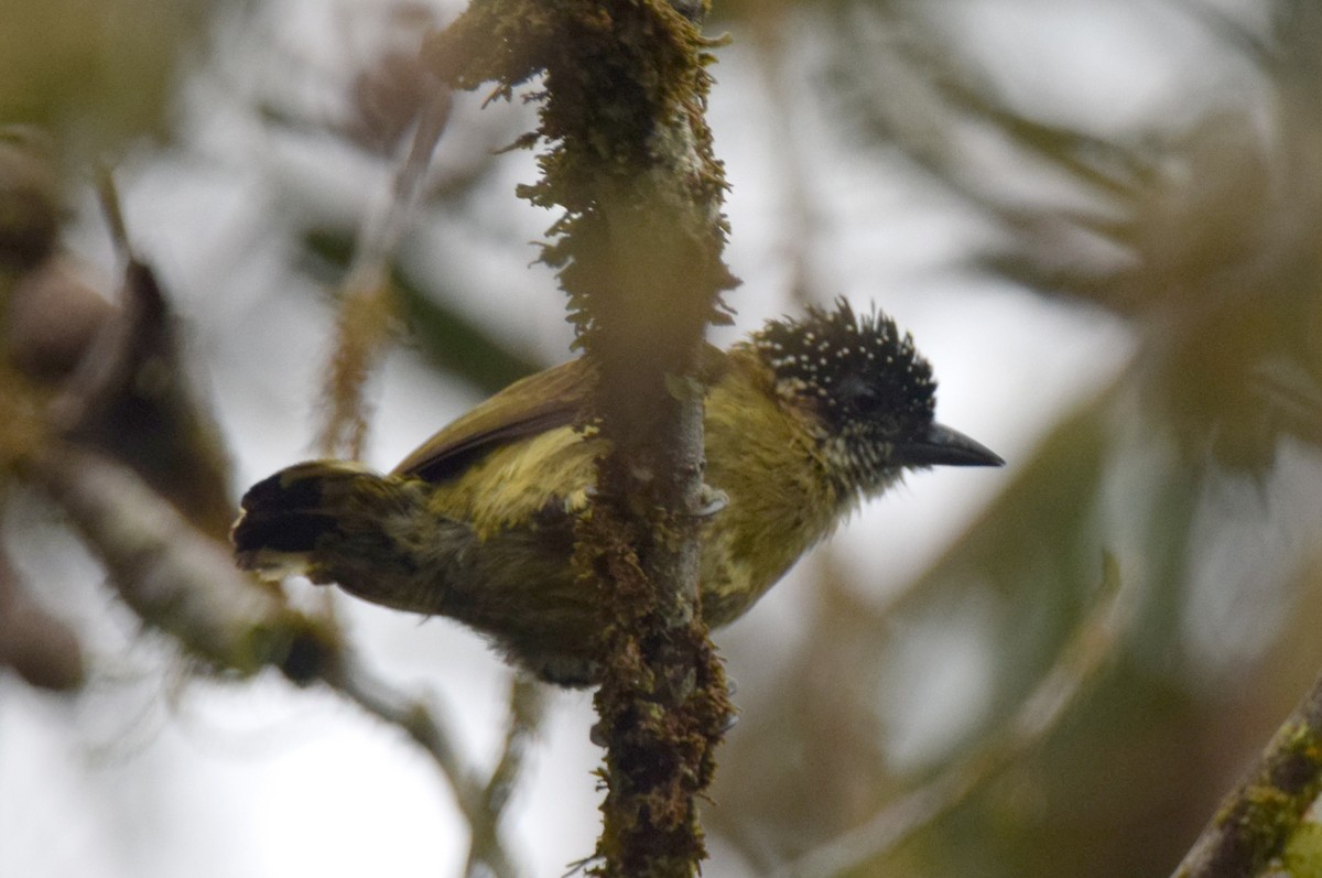 Olivaceous Piculet - ML549537261