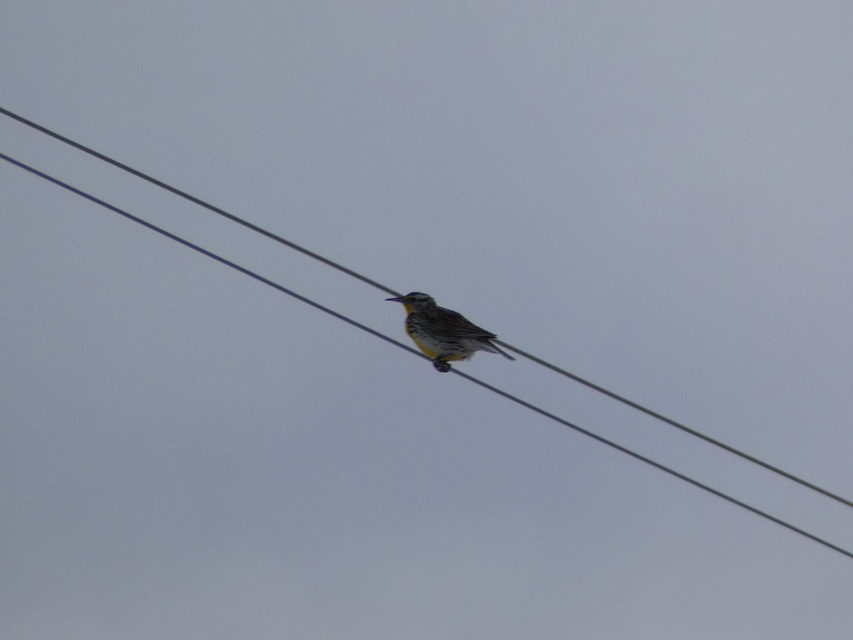 Western Meadowlark - ML549537541