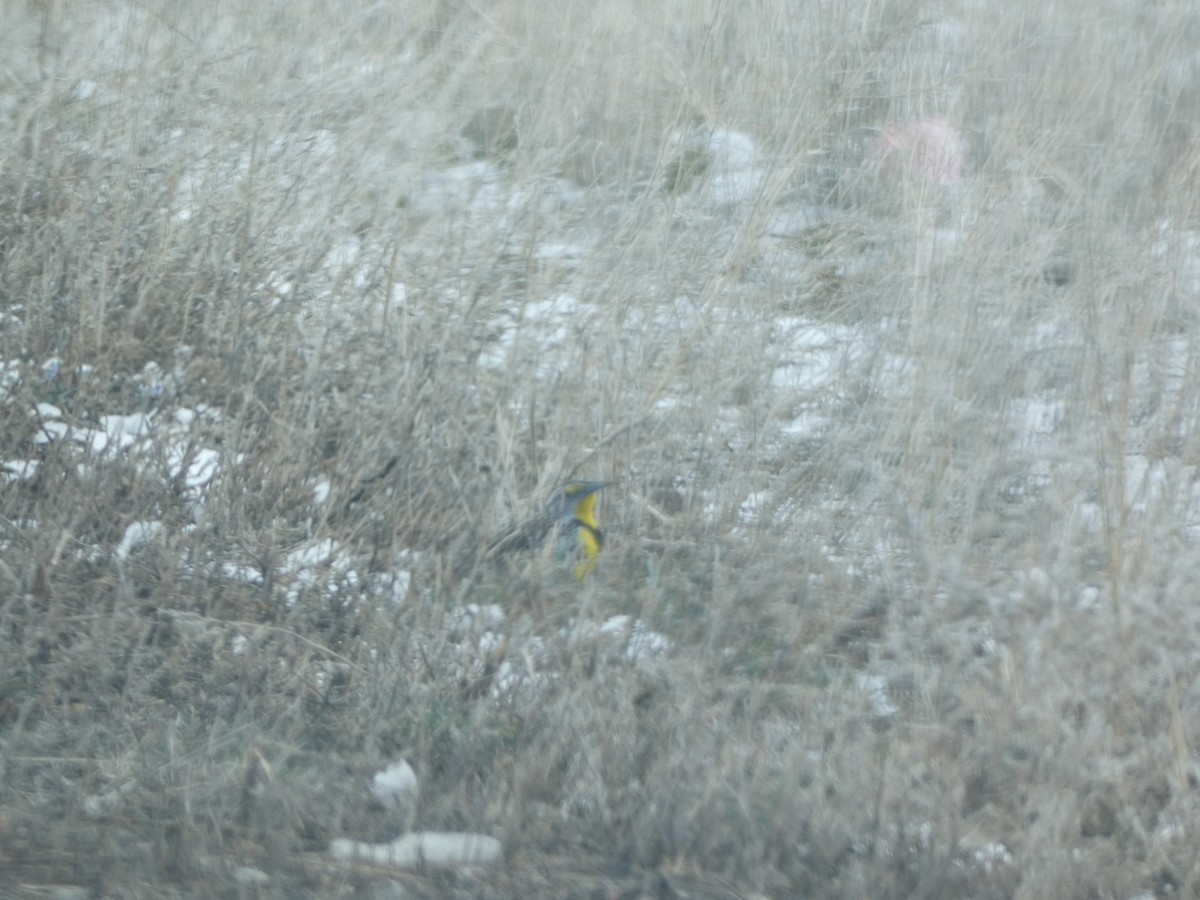 Western Meadowlark - ML549537551