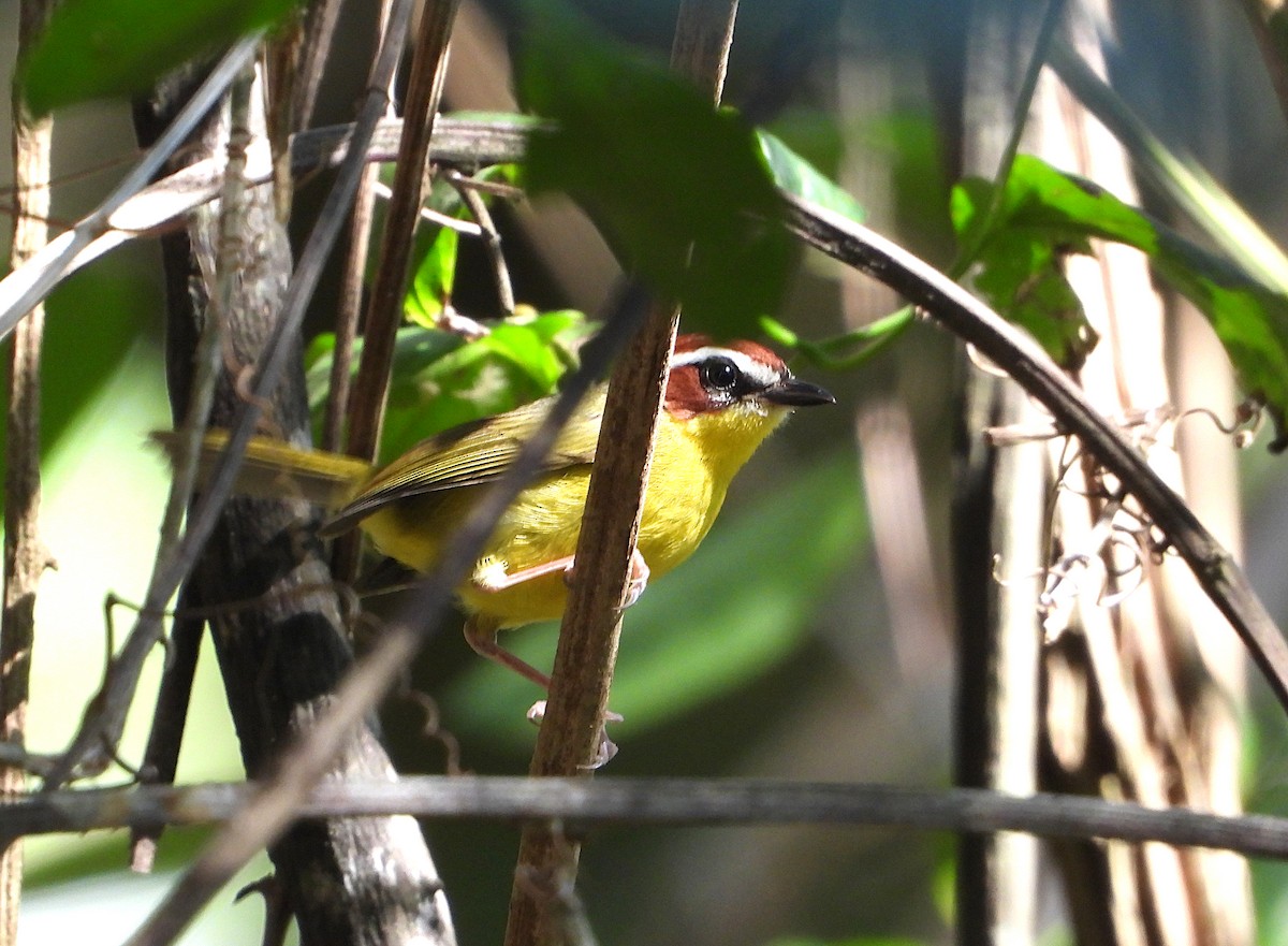 Chestnut-capped Warbler - ML549538601