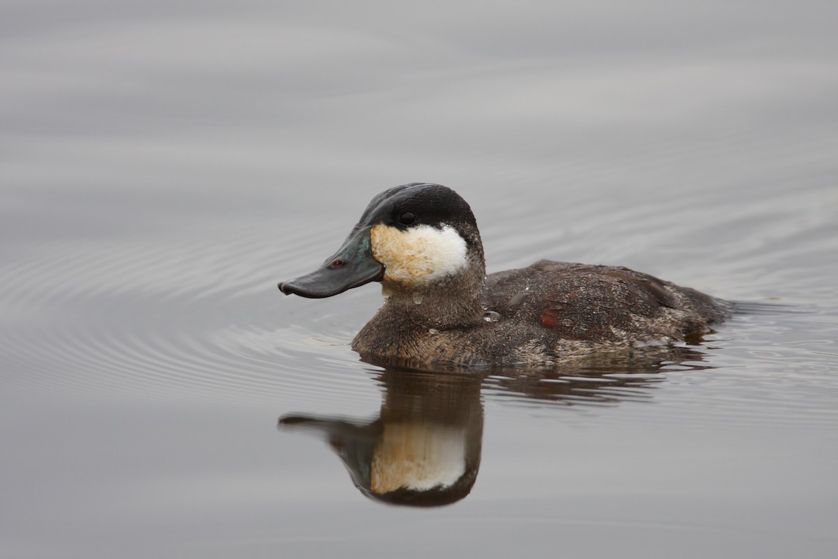 Ruddy Duck - ML549538831