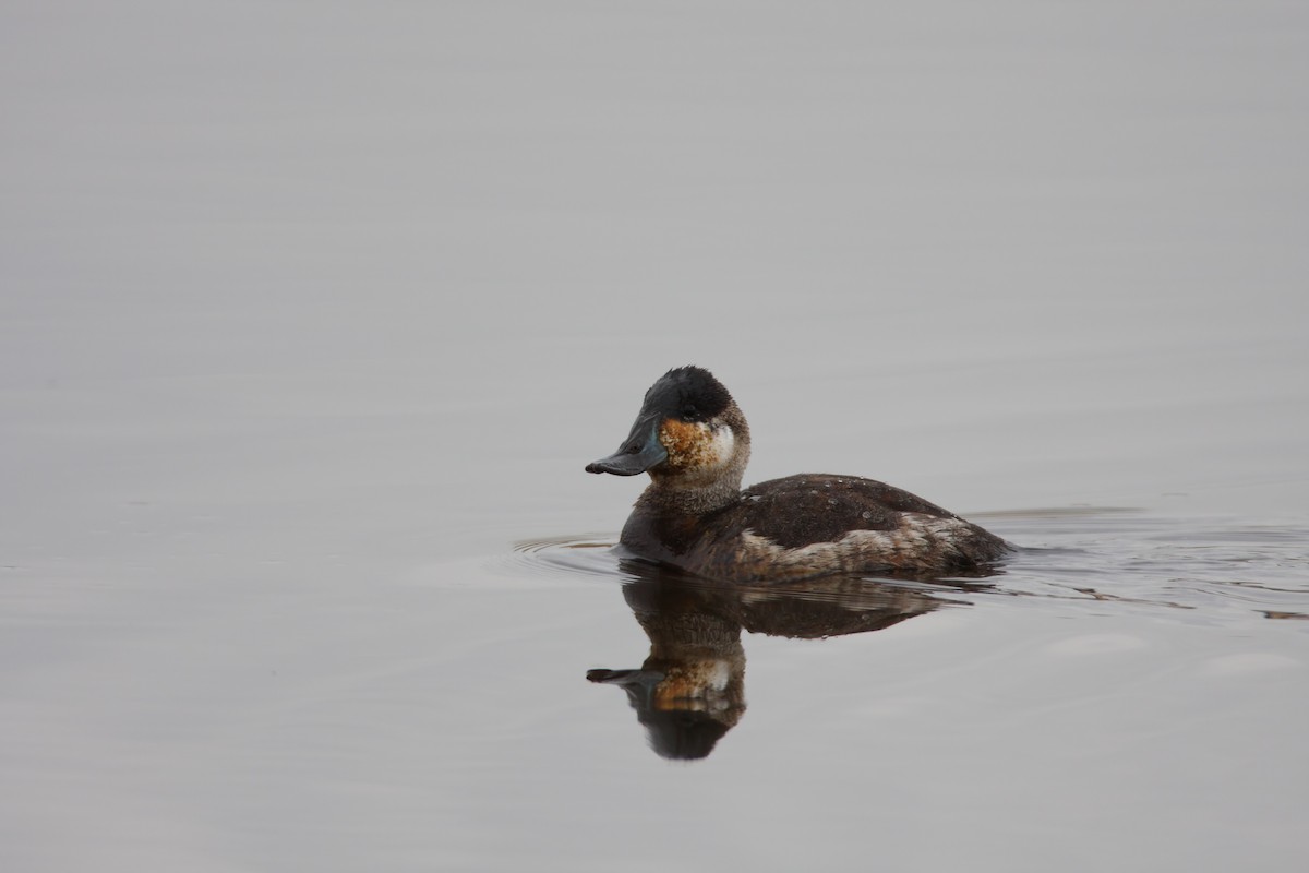 Ruddy Duck - ML549538841