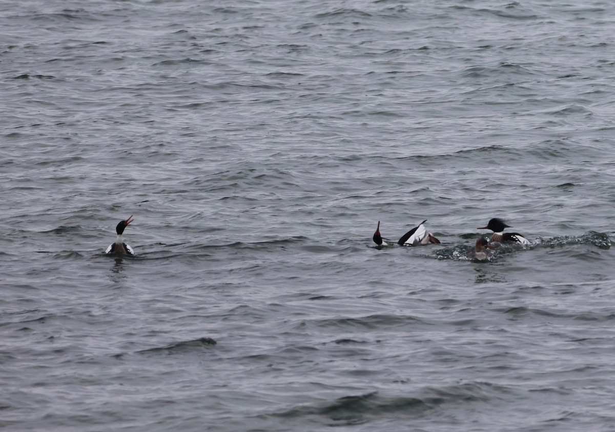 Red-breasted Merganser - ML549539041