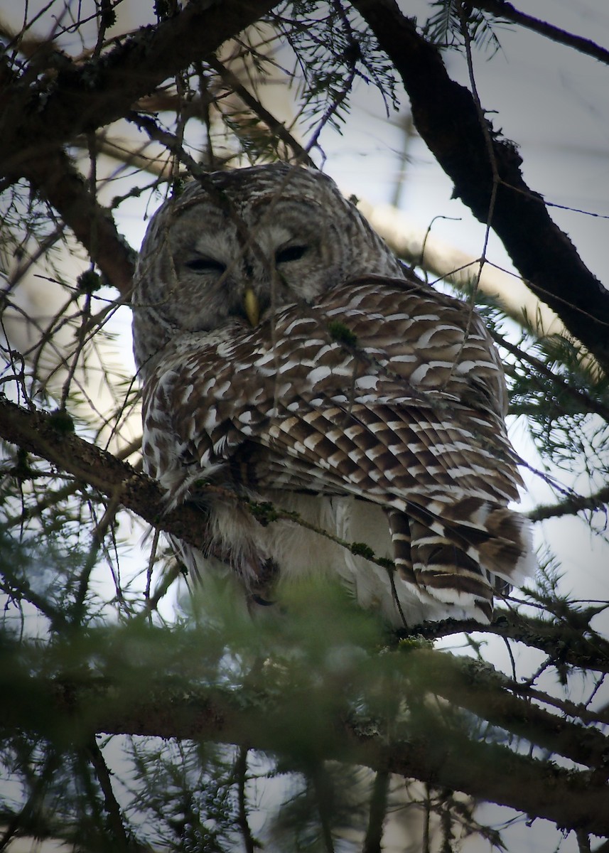 Barred Owl - ML549539161