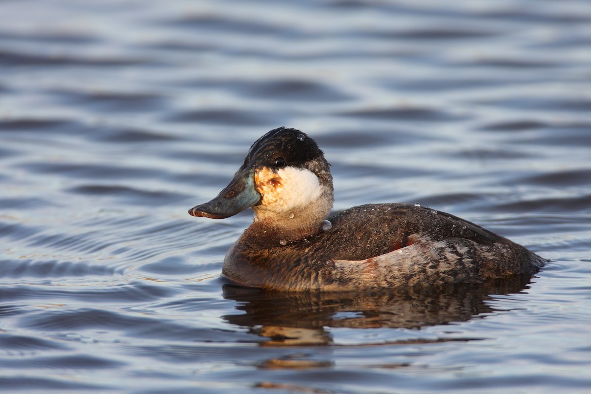 Ruddy Duck - ML549539861