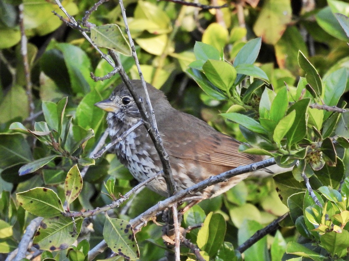 Fox Sparrow (Sooty) - Zihan Wei