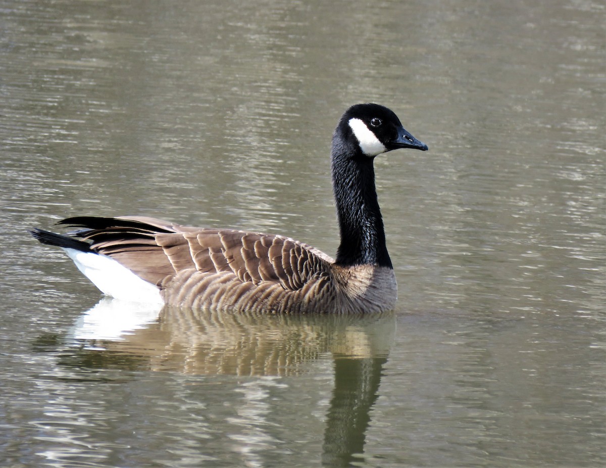 Canada Goose - ML549541031