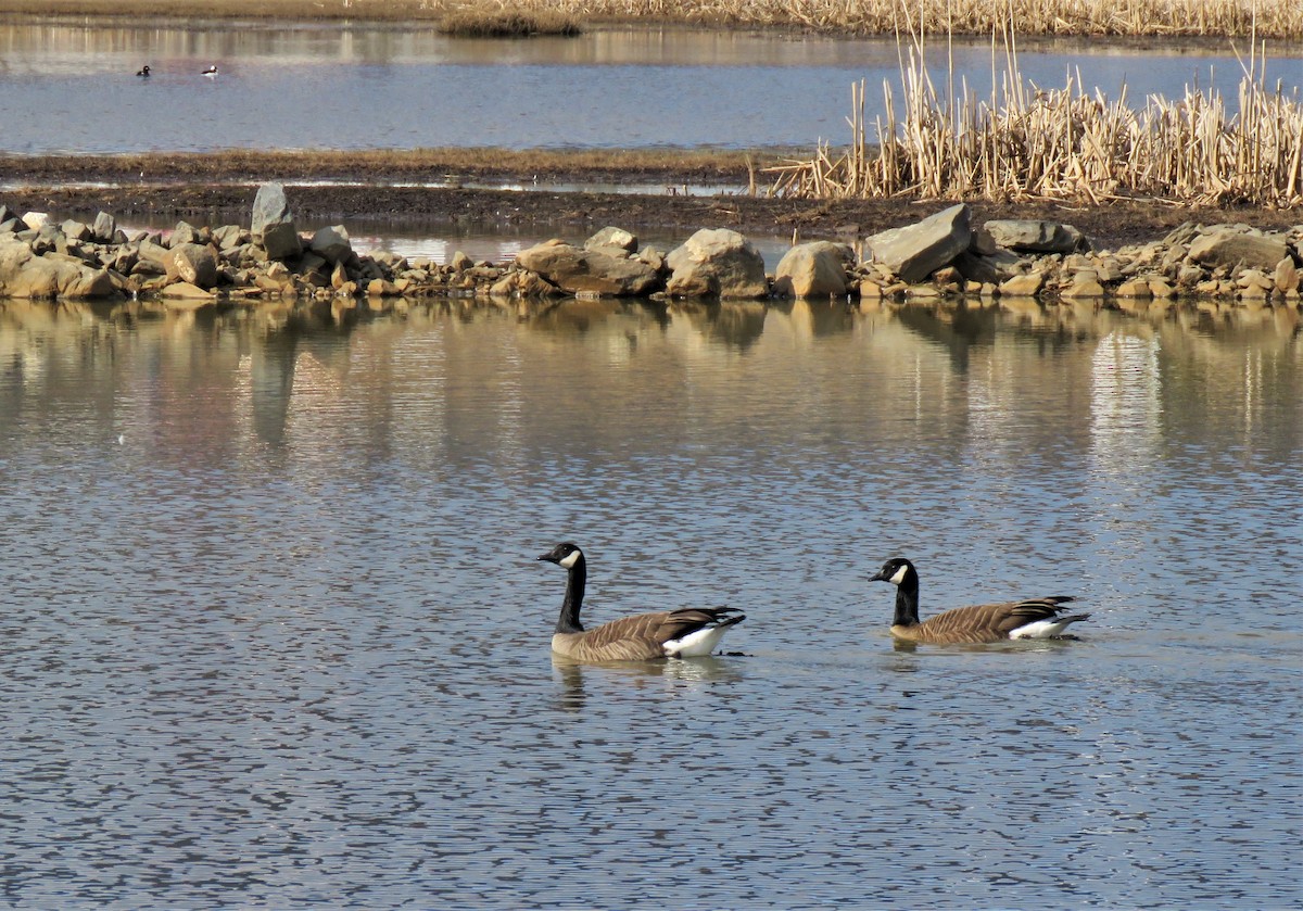 Canada Goose - ML549541051