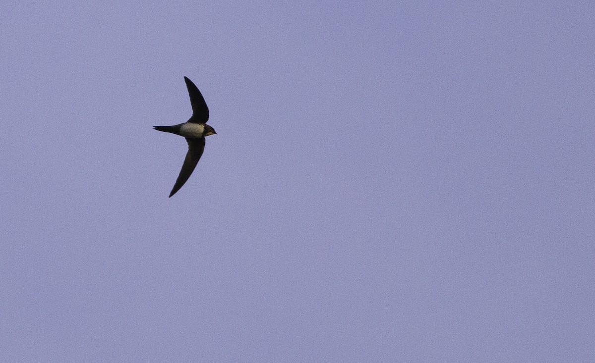 Rondone maggiore - ML549542321