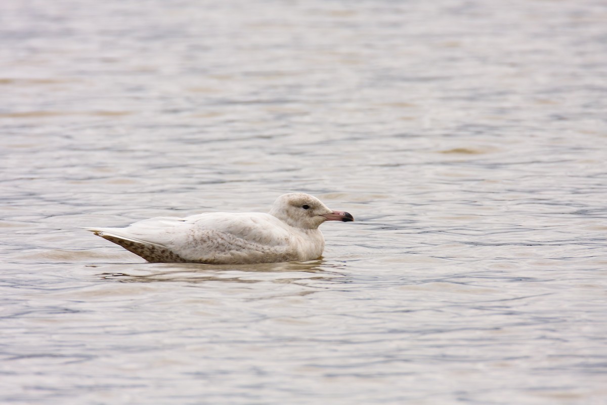 Glaucous Gull - ML549542561