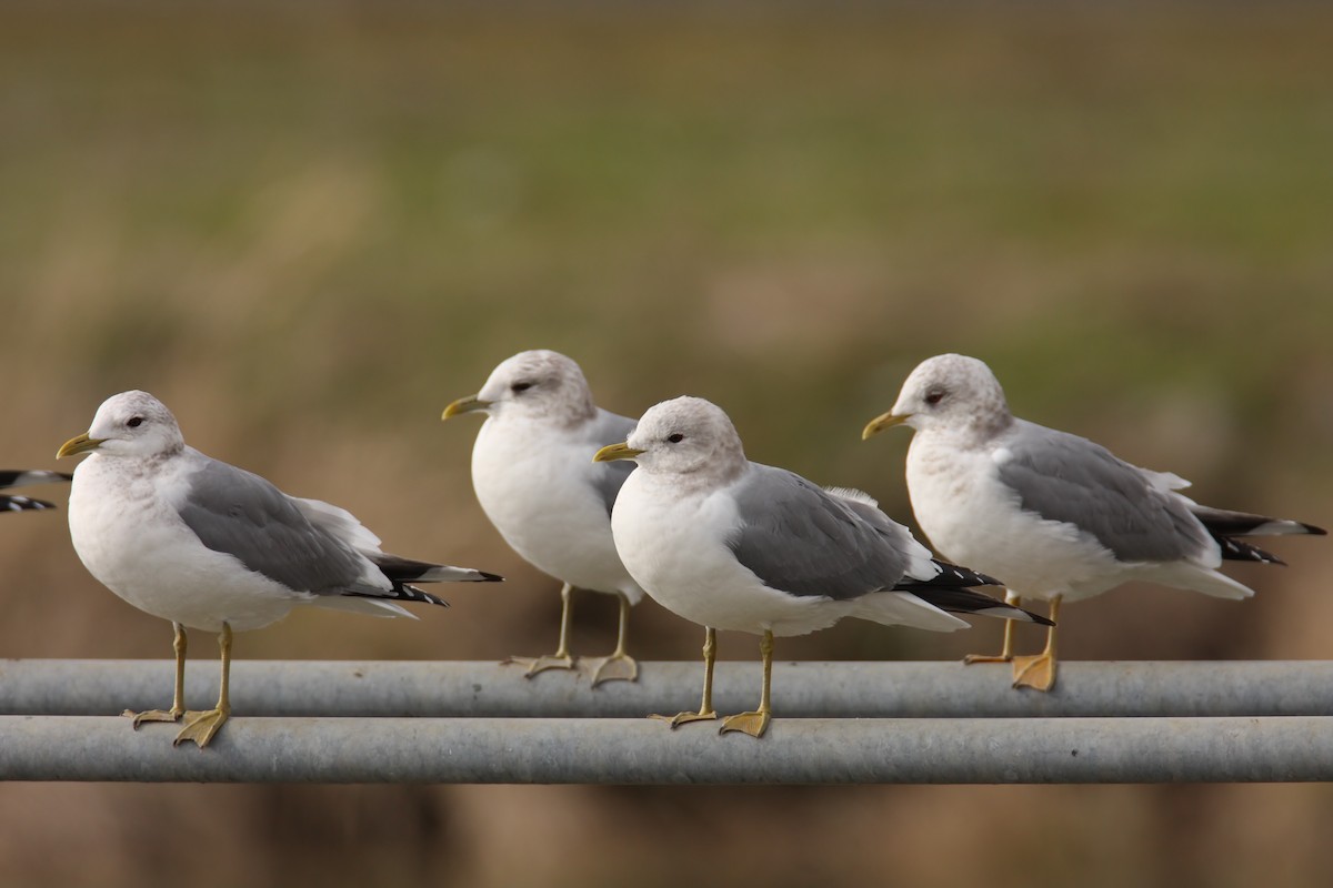 Short-billed Gull - ML549542621