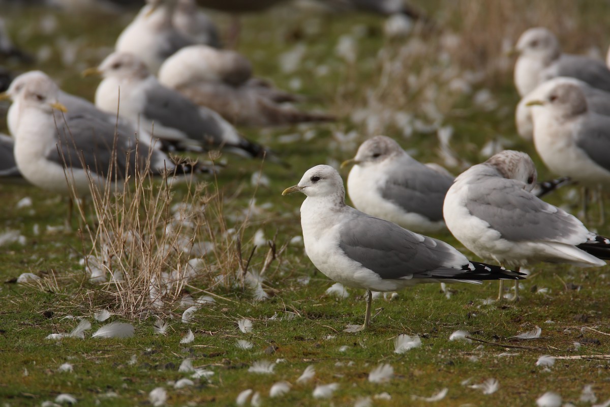 Short-billed Gull - Scott Carpenter