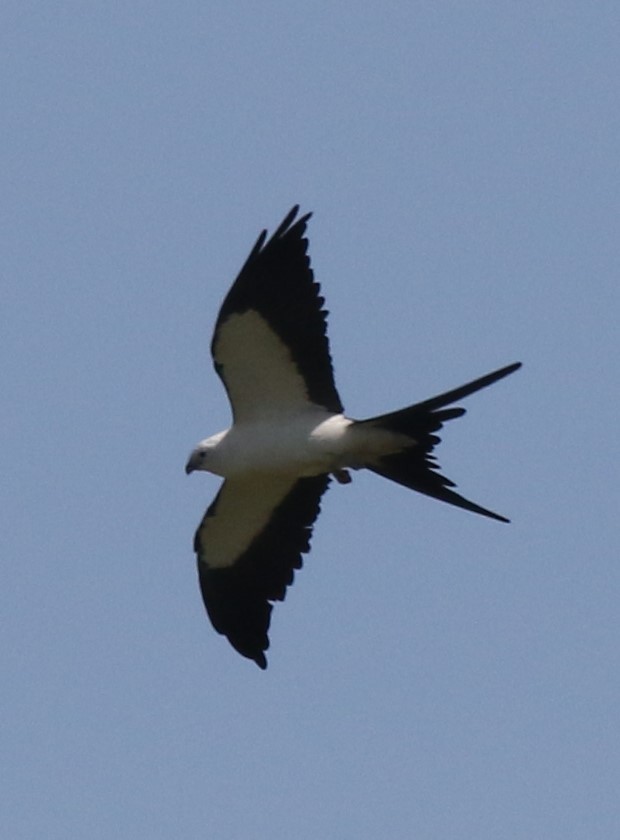 Swallow-tailed Kite - ML549542791