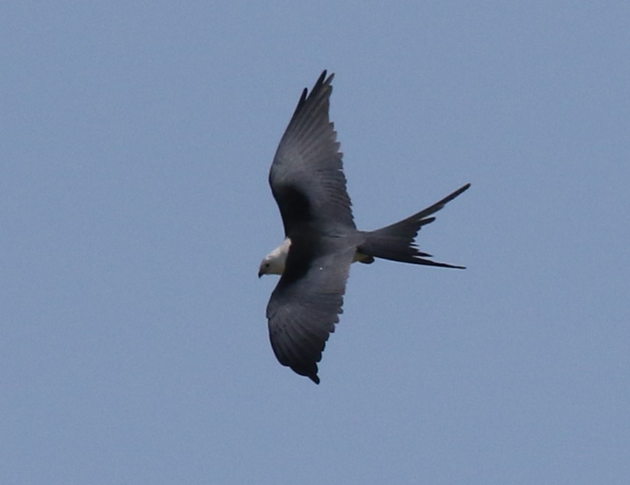 Swallow-tailed Kite - ML549542961