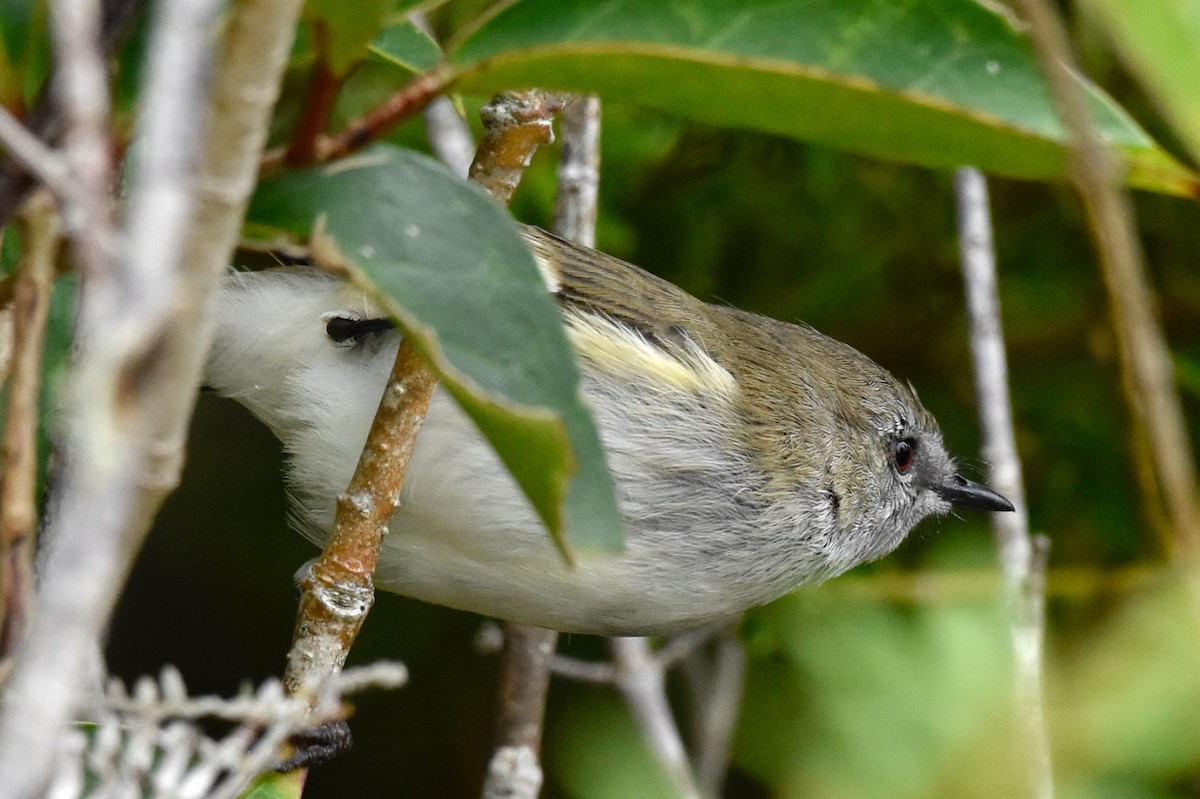 Gray Gerygone - George Gibbs