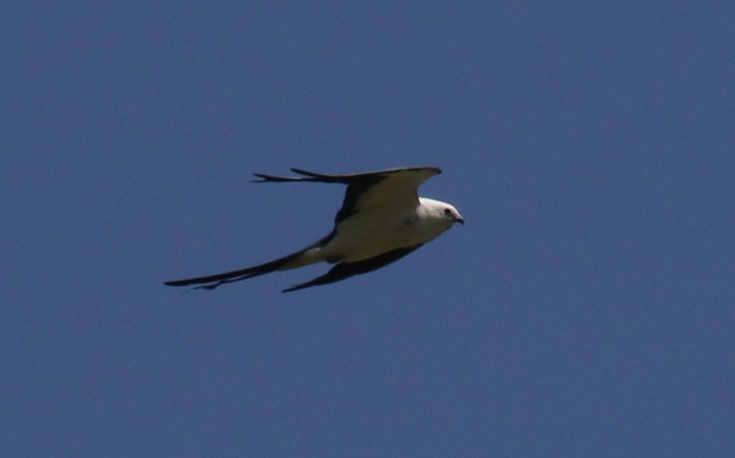 Swallow-tailed Kite - ML549543141