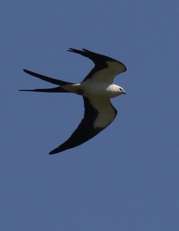 Swallow-tailed Kite - ML549543221