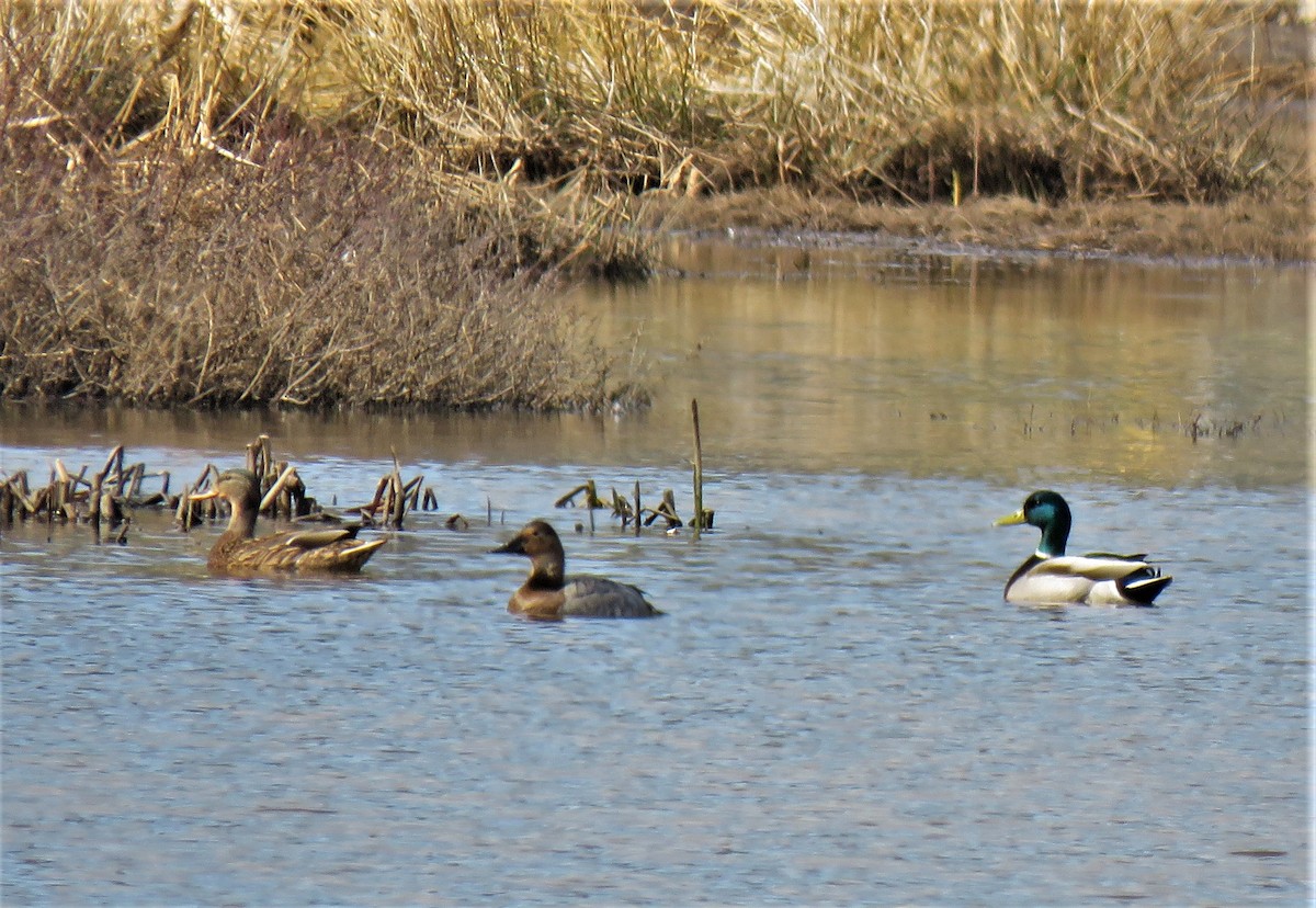 Canvasback - ML549544091