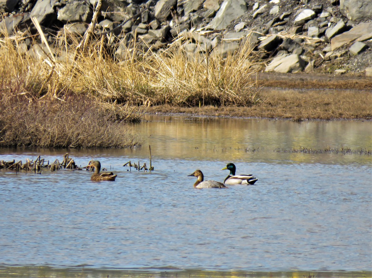 Canvasback - ML549544101