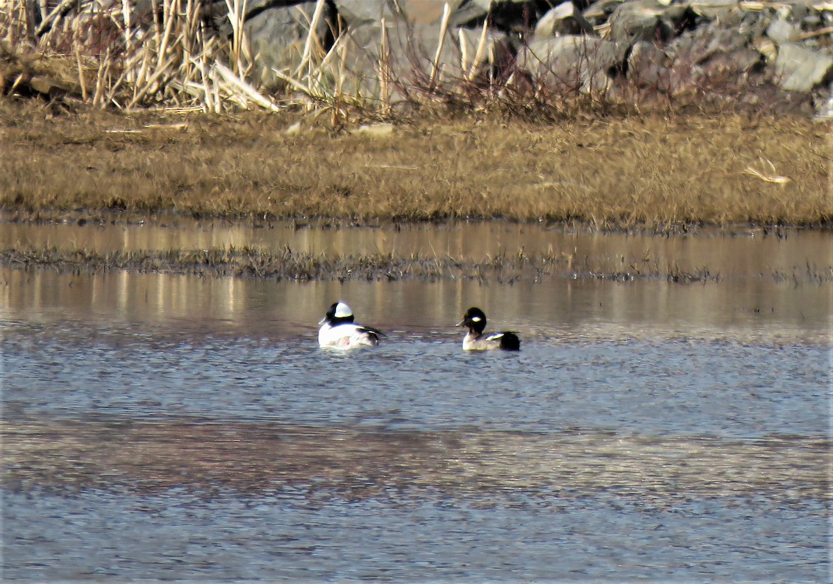 Bufflehead - Teresa Weismiller