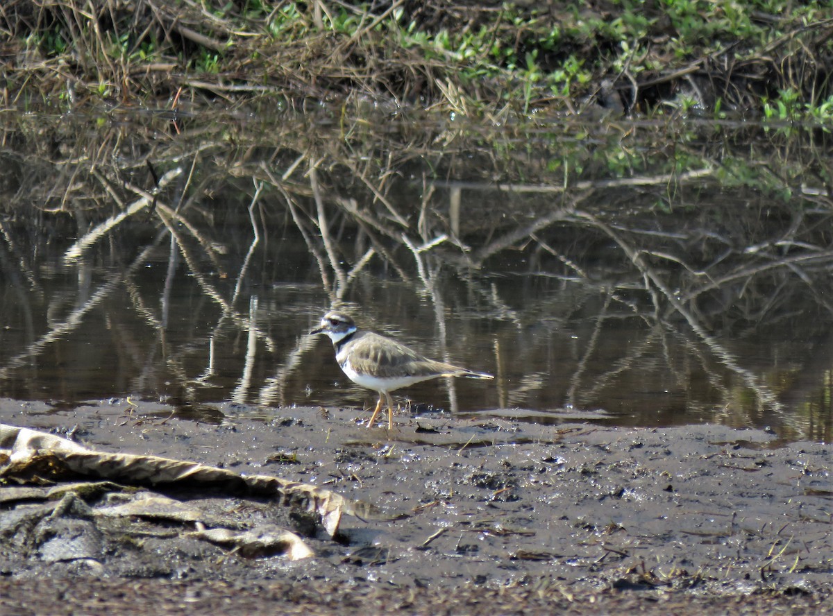 Killdeer - ML549544731