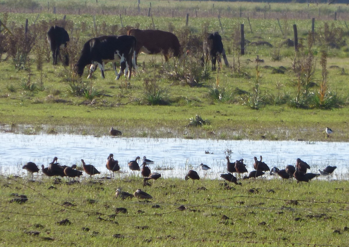 White-cheeked Pintail - ML549548271