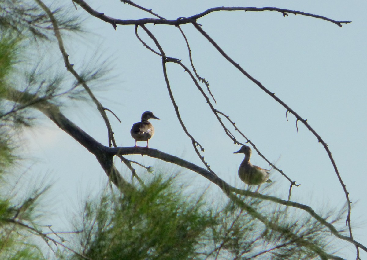 Ringed Teal - ML549549161