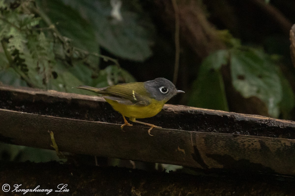 Gray-cheeked Warbler - ML549549601