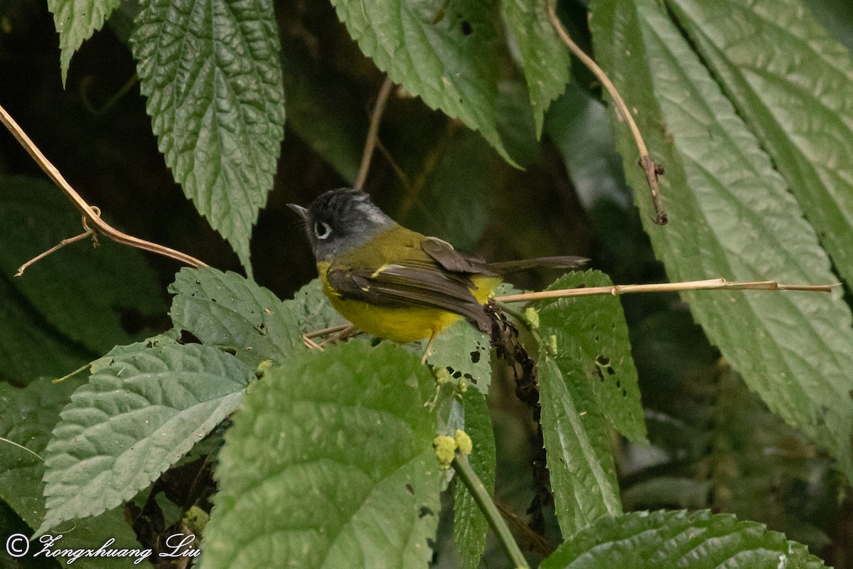 Gray-cheeked Warbler - ML549549621