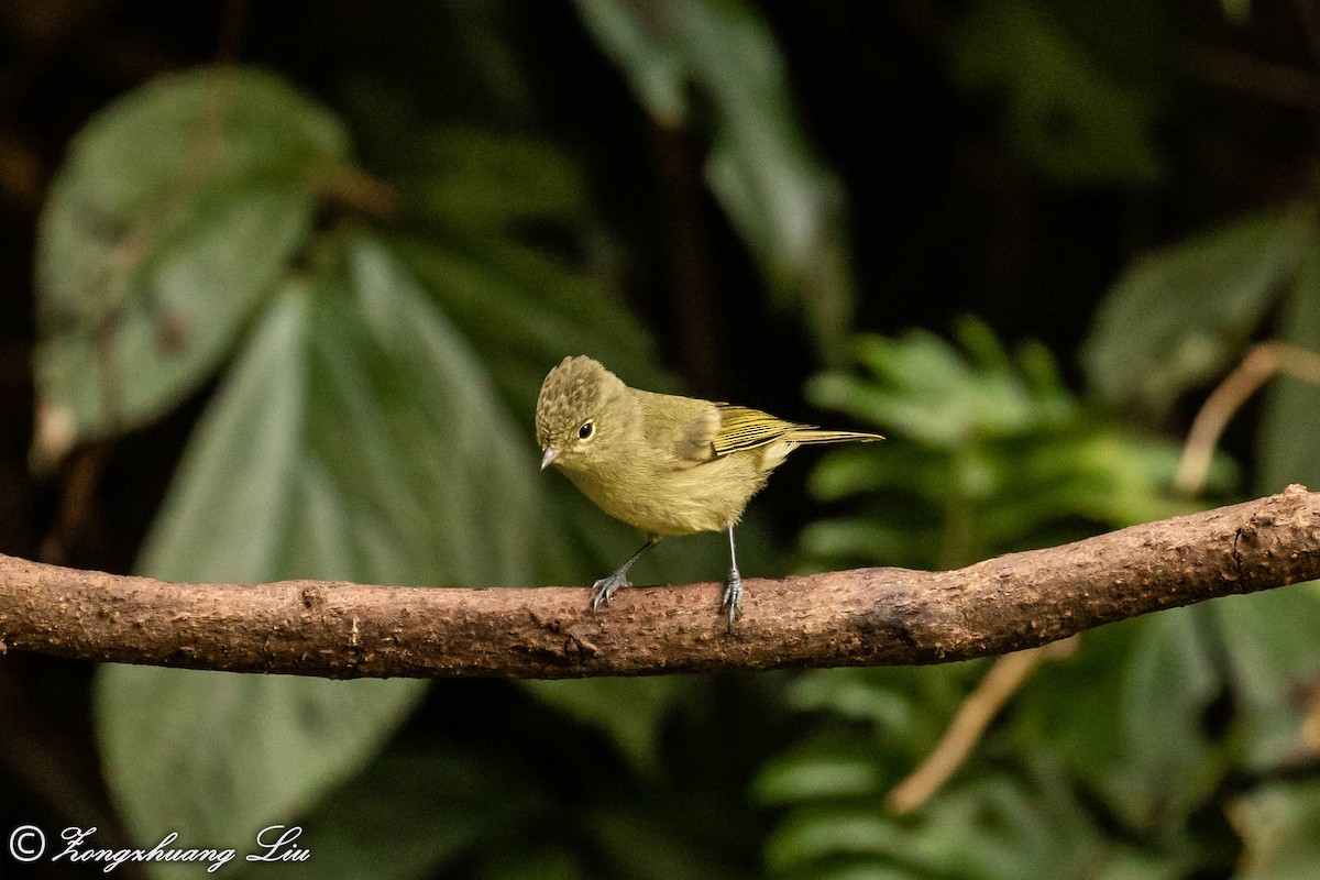 Yellow-browed Tit - ML549550051