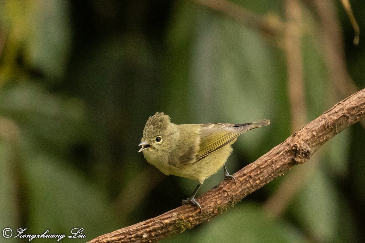 Yellow-browed Tit - ML549550061
