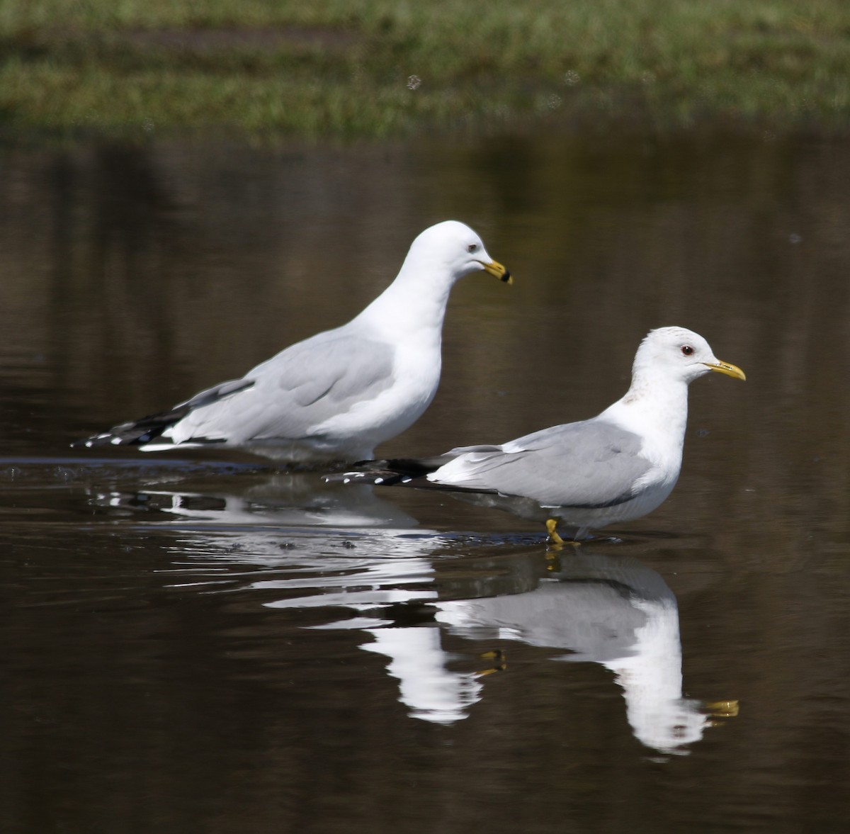 Short-billed Gull - ML549550721