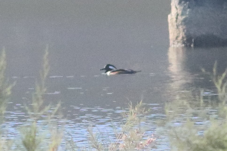 Hooded Merganser - ML549550791