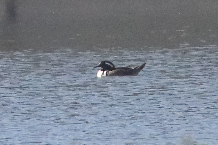 Hooded Merganser - ML549550821