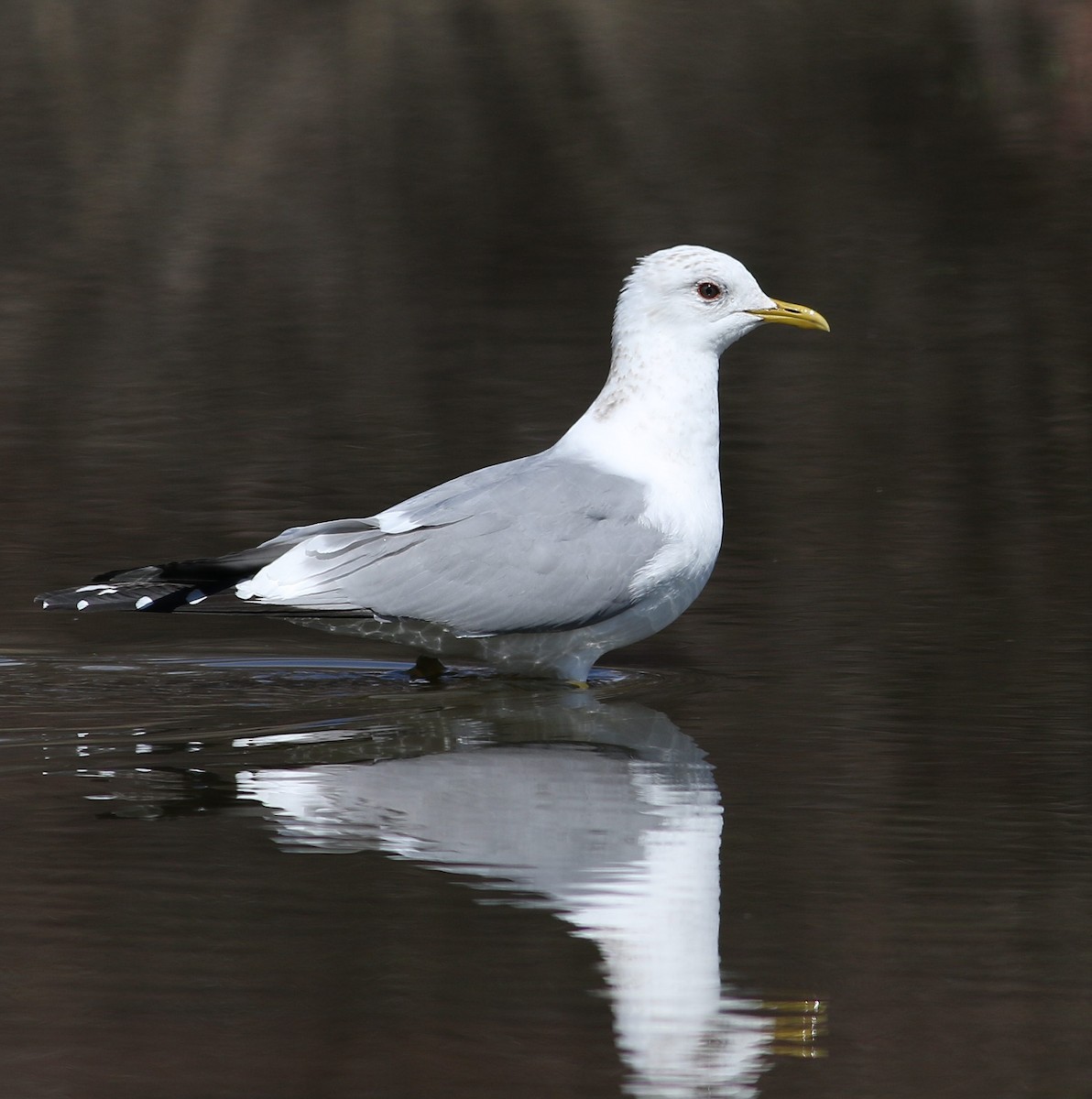 Short-billed Gull - ML549551011