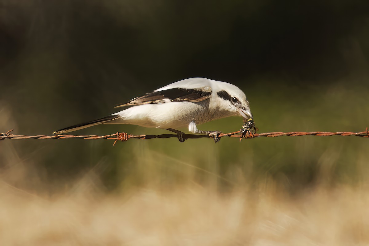 Northern Shrike - Len  Jellicoe