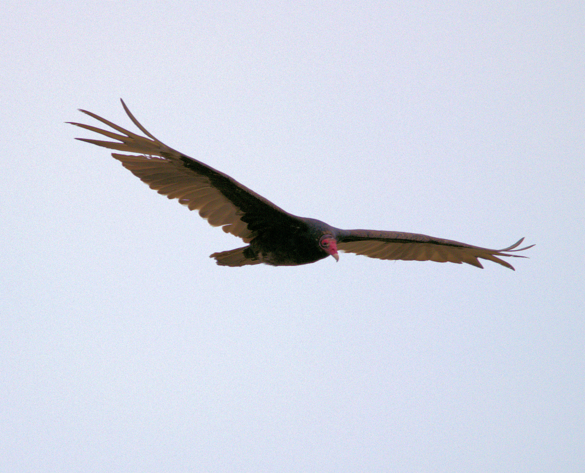 Turkey Vulture - ML549551351