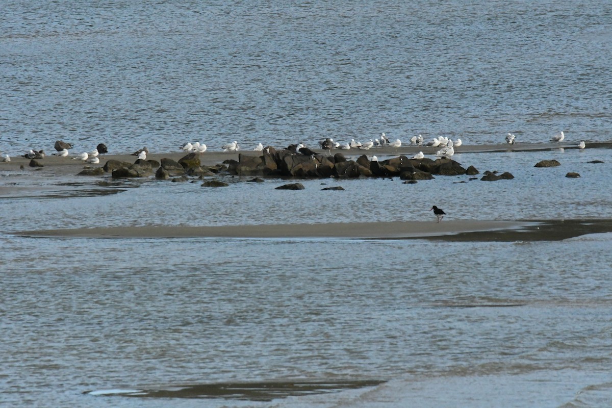 Pacific Gull - James Cosgrove