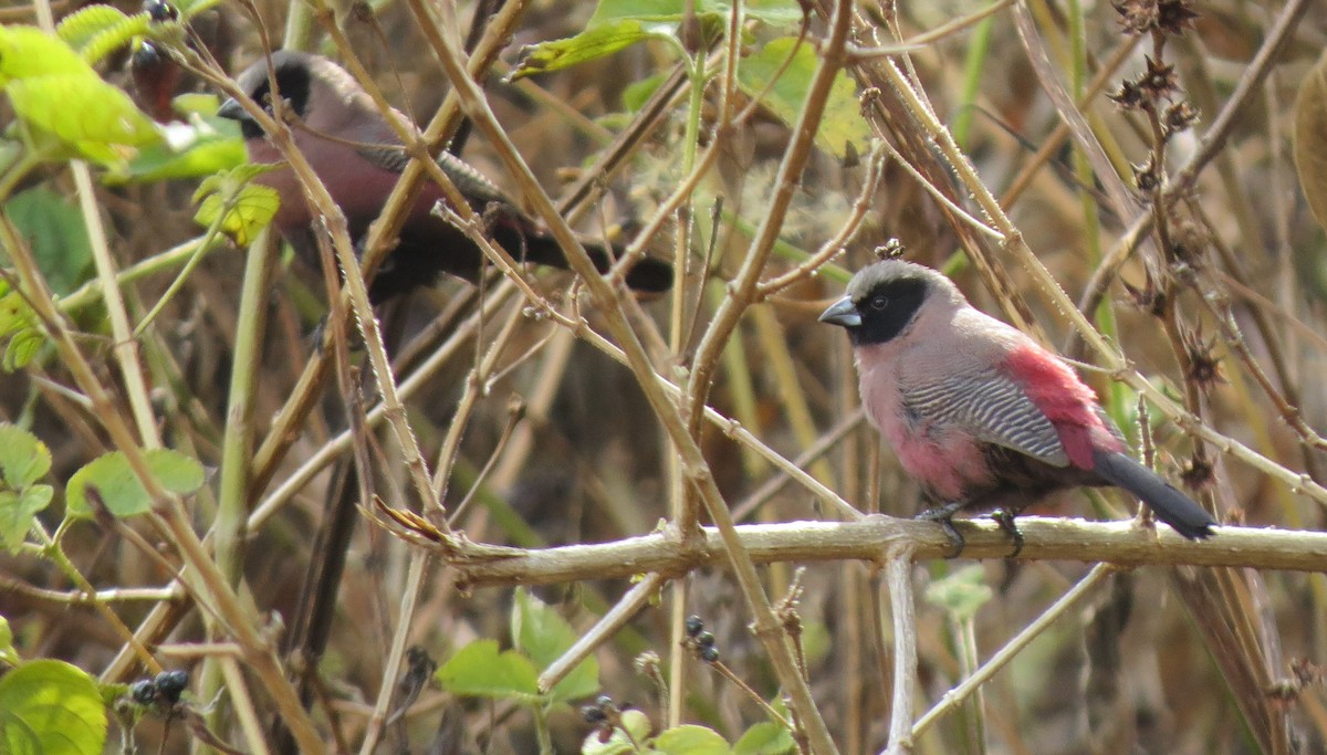 Black-faced Waxbill - ML549551781