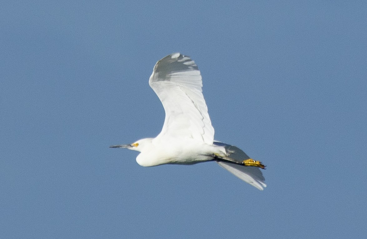 Snowy Egret - Annick Morgenthaler