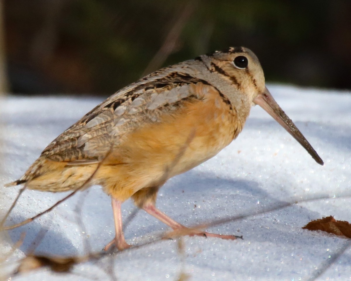 American Woodcock - ML549552031