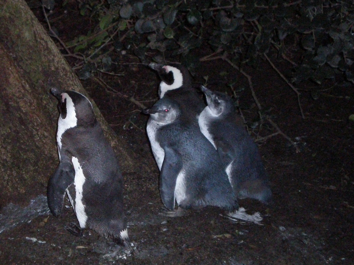 African Penguin - ML549552201