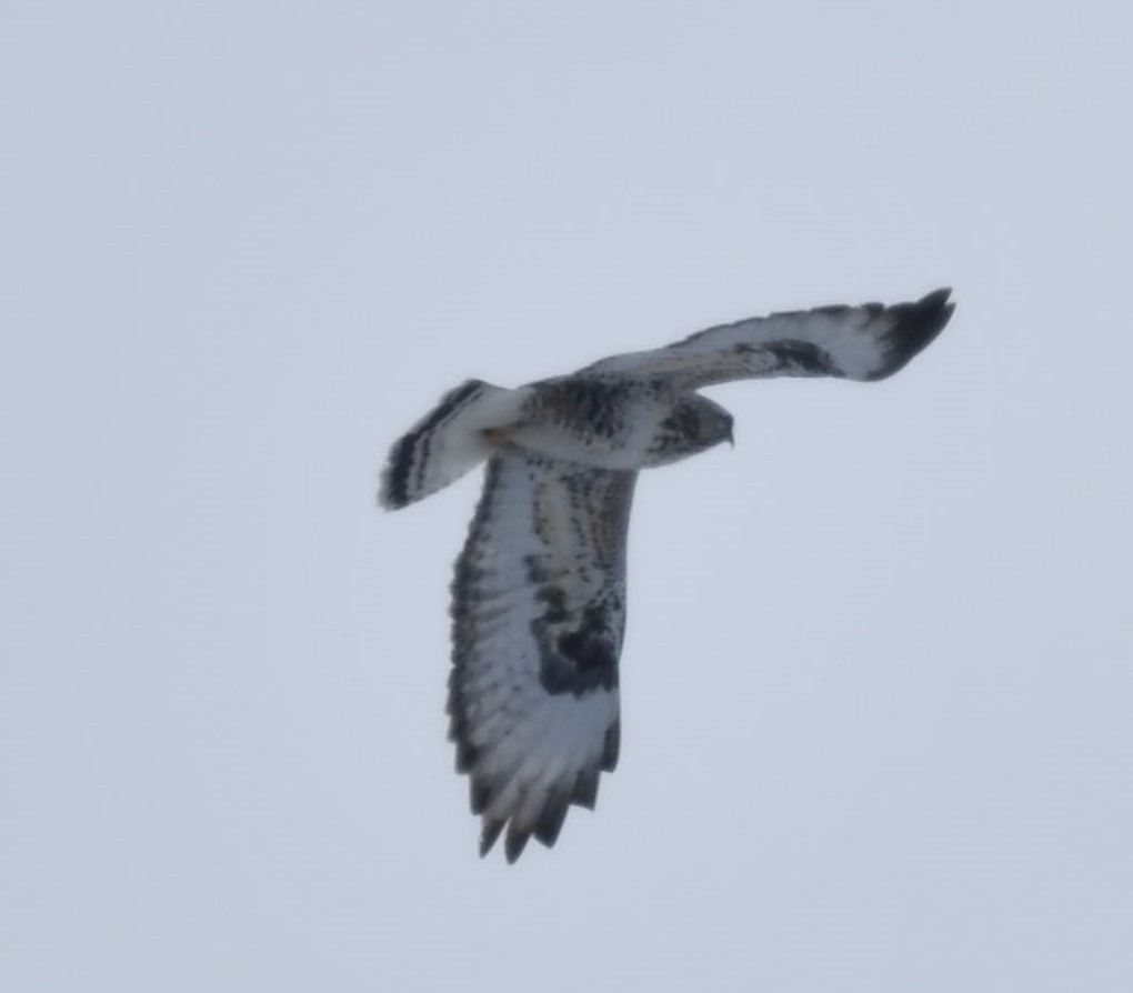 Rough-legged Hawk - ML549552251