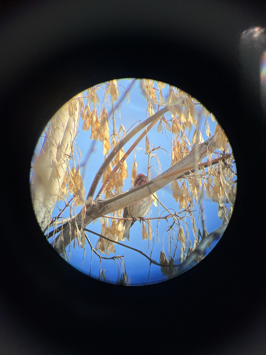 Purple Finch - ML549552711